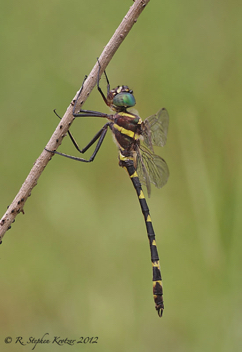 Macromia illinoiensis, male